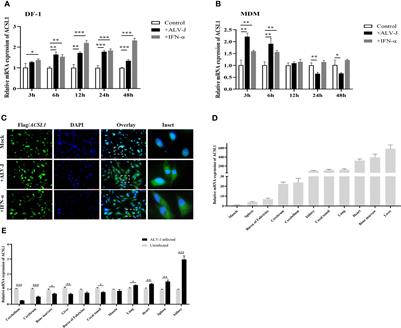 ACSL1 Inhibits ALV-J Replication by IFN-Ⅰ Signaling and PI3K/Akt Pathway